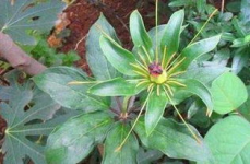 重楼娱乐吃瓜,揭秘娱乐圈最新“吃瓜”事件