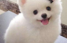 娱乐吃瓜酱小黄狗,揭秘娱乐圈那些不为人知的幕后故事