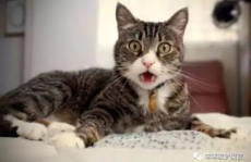 娱乐吃瓜酱母猫,揭秘娱乐圈幕后故事