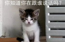 吃瓜娱乐的喵哥是谁呀,吃瓜娱乐界的神秘喵星人
