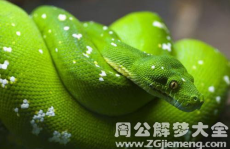 怀孕梦见大蟒蛇,大蟒蛇预示的奥秘与心理解读