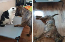 娱乐吃瓜酱狗狗打猫咪,娱乐吃瓜酱现场直播